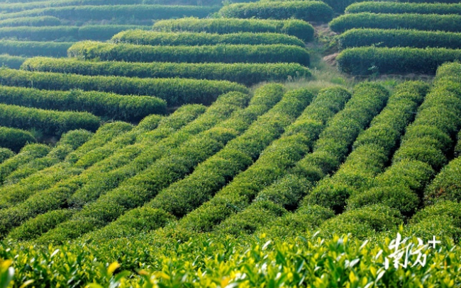 关于重庆：山与城中的茶滋味的消息(2)