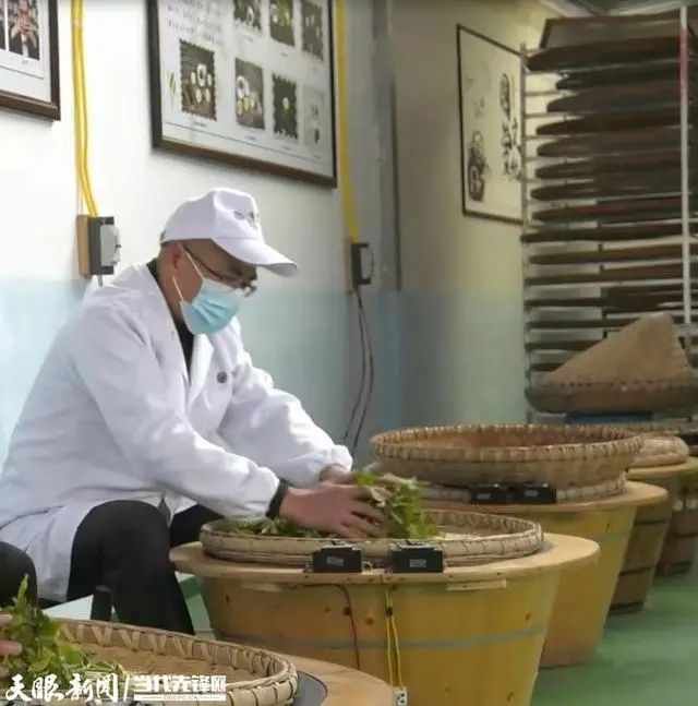 关于凤冈:茶农兄弟冬天采制“雪茶”香的消息(4)