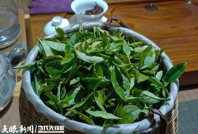 关于凤冈:茶农兄弟冬天采制“雪茶”香的消息(3)