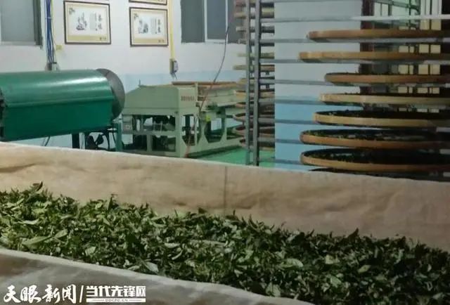 关于凤冈:茶农兄弟冬天采制“雪茶”香的消息(6)