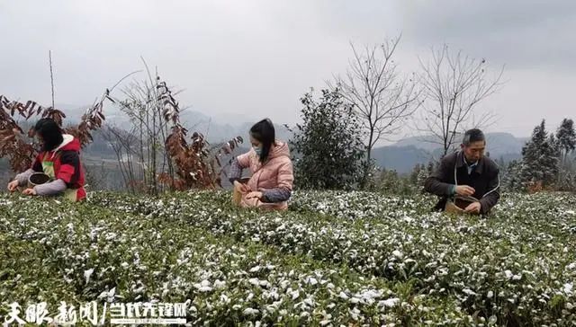 关于凤冈:茶农兄弟冬天采制“雪茶”香的消息(1)
