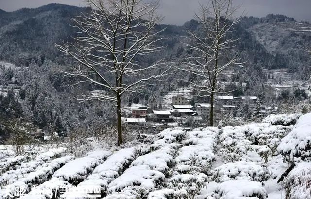 关于凤冈:茶农兄弟冬天采制“雪茶”香的消息