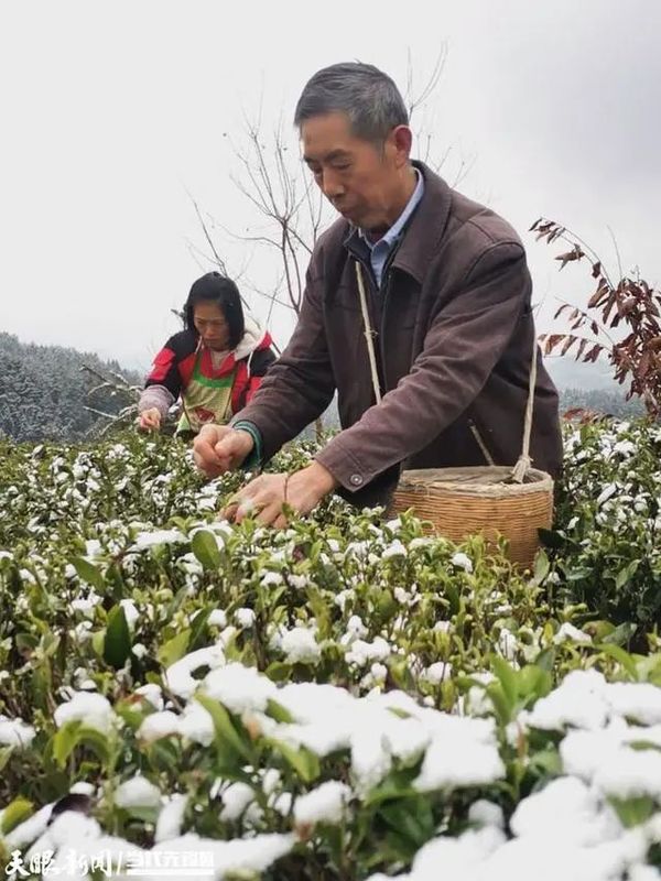 关于凤冈:茶农兄弟冬天采制“雪茶”香的消息(2)