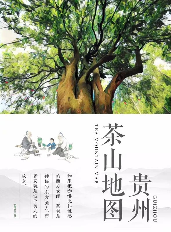 有关于普安:精心管护茶园迎“贵州绿茶”第一采的相关信息(2)