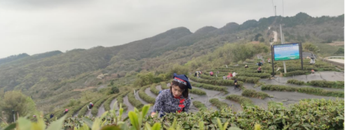 有关于剑阁县：茶叶路 产业路 振兴路的消息(1)