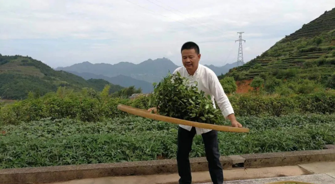 有关于一片茶叶 从安溪走向世界的最新消息(2)