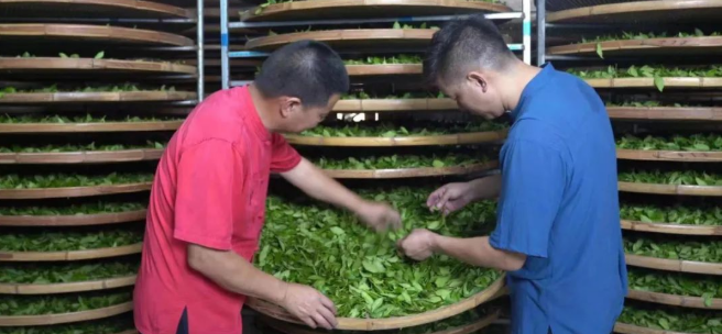 有关于一片茶叶 从安溪走向世界的最新消息(3)