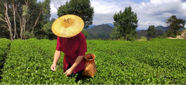 有关于一片茶叶 从安溪走向世界的最新消息