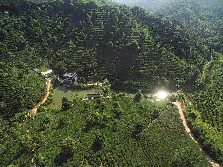 关于爱喝茶,更会种茶 岭南两兄弟喊你进来饮茶→的信息(5)