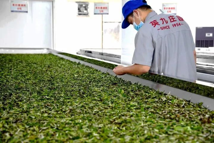 关于爱喝茶,更会种茶 岭南两兄弟喊你进来饮茶→的信息(27)