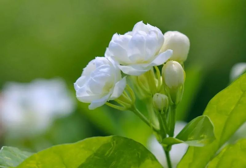 关于爱喝茶,更会种茶 岭南两兄弟喊你进来饮茶→的信息(13)