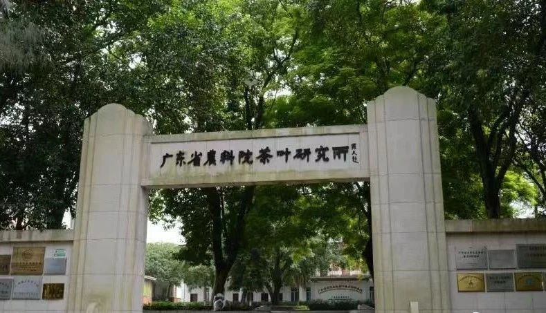 关于爱喝茶,更会种茶 岭南两兄弟喊你进来饮茶→的信息(24)