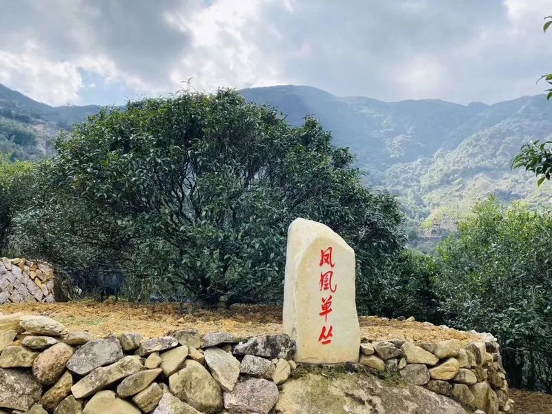 关于爱喝茶,更会种茶 岭南两兄弟喊你进来饮茶→的信息(20)