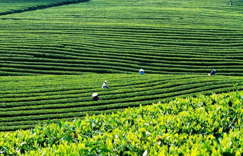关于爱喝茶,更会种茶 岭南两兄弟喊你进来饮茶→的信息(14)