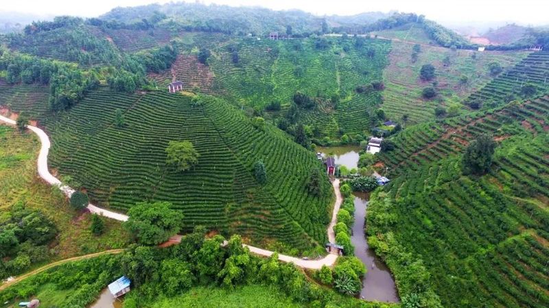 关于爱喝茶,更会种茶 岭南两兄弟喊你进来饮茶→的信息(6)