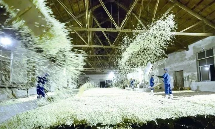 关于爱喝茶,更会种茶 岭南两兄弟喊你进来饮茶→的信息(17)