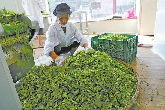 有关于大足：一茶一酒一平台 集体经济强起来的新闻(1)