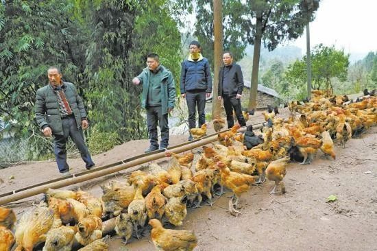 有关于大足：一茶一酒一平台 集体经济强起来的新闻(3)