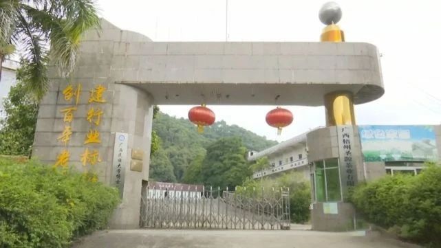 关于六堡茶产业发展驶上“快车道”的消息
