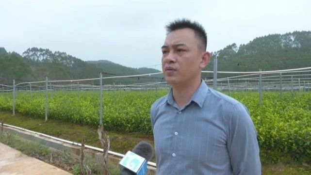 关于六堡茶产业发展驶上“快车道”的消息(7)