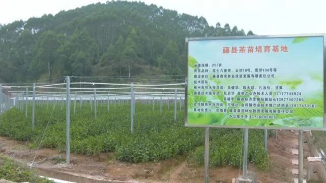 关于六堡茶产业发展驶上“快车道”的消息(6)