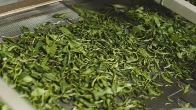 关于六堡茶产业发展驶上“快车道”的消息(8)