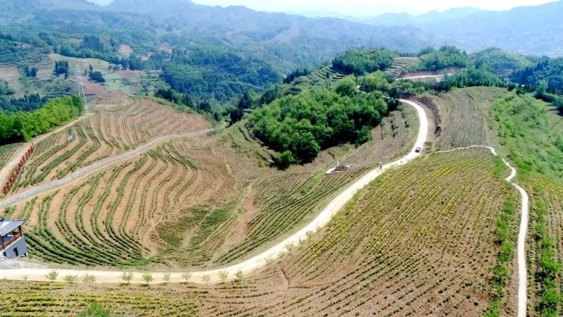 有关于陕西汉阴县：茶叶产业链 嵌进苏陕情的资讯