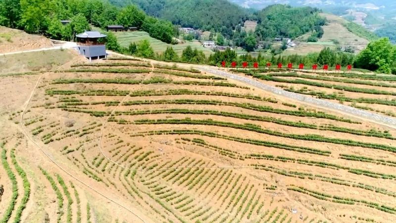 有关于陕西汉阴县：茶叶产业链 嵌进苏陕情的资讯(1)