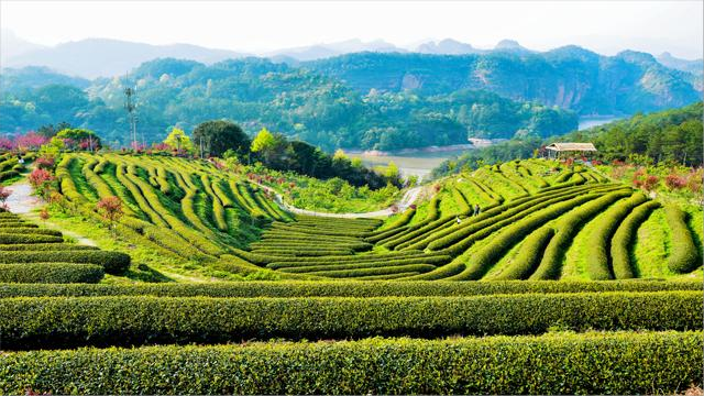 有关于艺术如何赋能茶旅小镇?以梅口乡创新发展看问题解法的消息(3)
