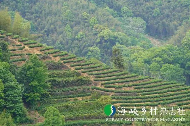 关于福安坦洋村:振兴茶产业 争当“领头羊”的相关内容(5)