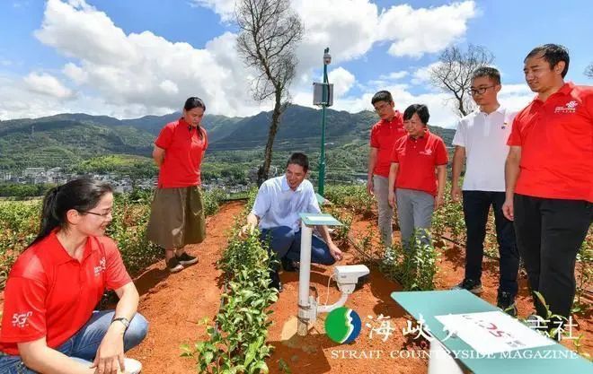 关于福安坦洋村:振兴茶产业 争当“领头羊”的相关内容(7)