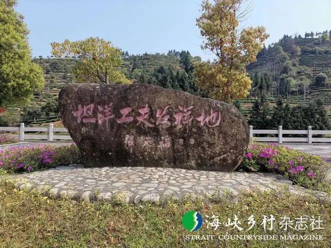 关于福安坦洋村:振兴茶产业 争当“领头羊”的相关内容
