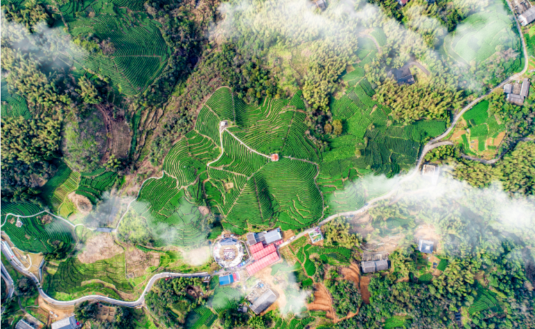 关于温州平阳:高校助力 茶文旅赋能引领少数民族村“破圈出道”的相关内容