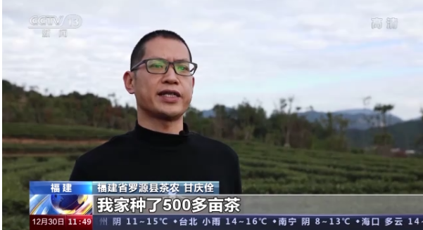 关于传承技艺茶叶飘香 今年我国茶叶总产值预计首超3000亿元的最新消息