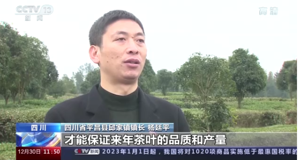 关于传承技艺茶叶飘香 今年我国茶叶总产值预计首超3000亿元的最新消息(1)