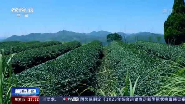 关于传承技艺茶叶飘香 今年我国茶叶总产值预计首超3000亿元的最新消息(4)