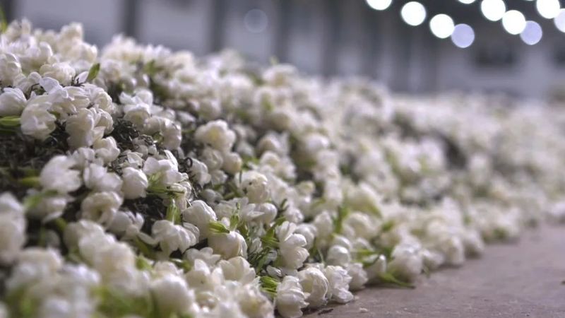 有关于“中国传统制茶技艺及其相关习俗”(北京、河南、陕西)的最新消息(2)