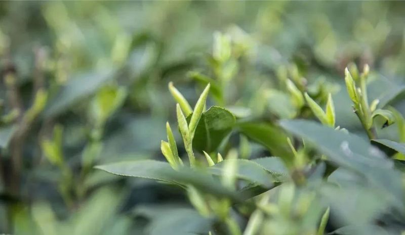 关于剑指两千亿元 川茶要用十年时间实现综合产值翻番的信息