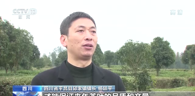 关于2022年我国茶叶总产值预计首超3000亿元的最新消息(1)