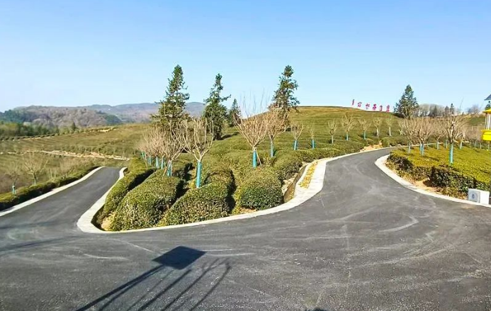 关于宜都高山共享茶园变身社员“绿色银行”的最新消息(1)