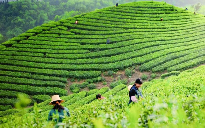 关于宜都高山共享茶园变身社员“绿色银行”的最新消息(2)