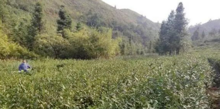 关于都匀:秋冬茶叶细管护 平稳过冬候暖春的相关信息(2)
