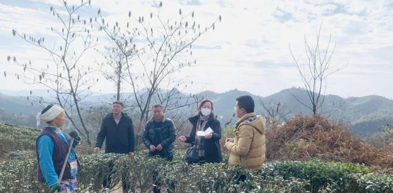 关于都匀:秋冬茶叶细管护 平稳过冬候暖春的相关信息(1)