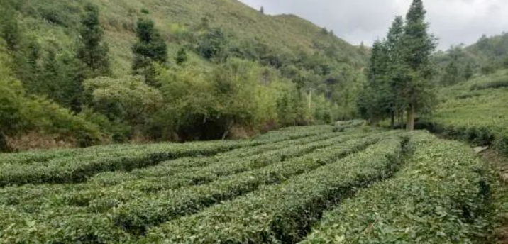 关于都匀:秋冬茶叶细管护 平稳过冬候暖春的相关信息(3)