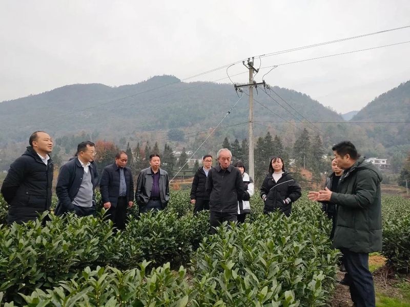 有关于12月茶情，黔茶飘香中阿峰会 荣耀加身喜迎新年的信息(6)