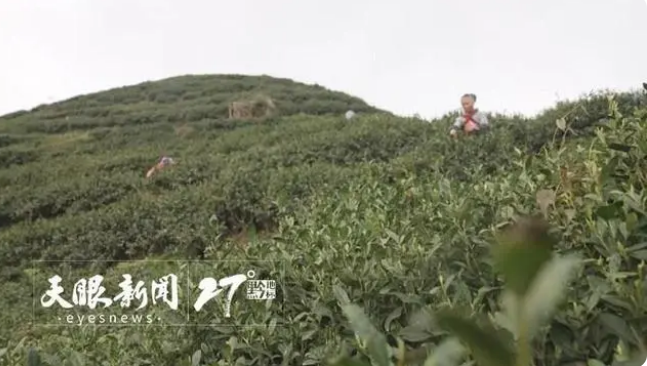 关于关岭坡贡镇念好茶叶“冬季管护经”的消息(1)