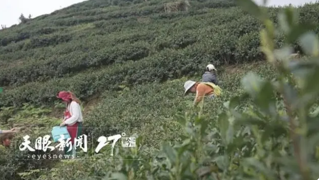 关于关岭坡贡镇念好茶叶“冬季管护经”的消息(2)