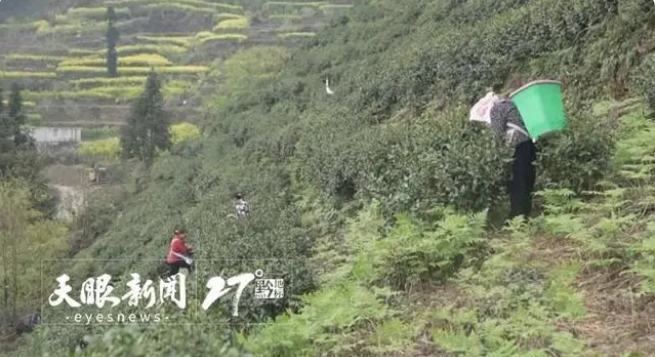 关于关岭坡贡镇念好茶叶“冬季管护经”的消息