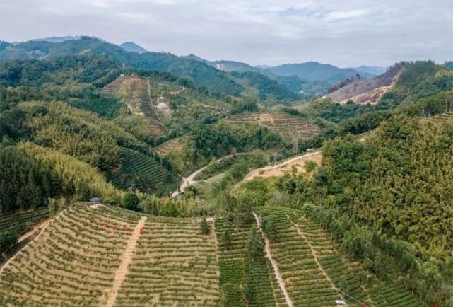 关于做大做强动力更强信心更足，梧州市六堡茶产业发展实现“三大”突破的相关信息(1)