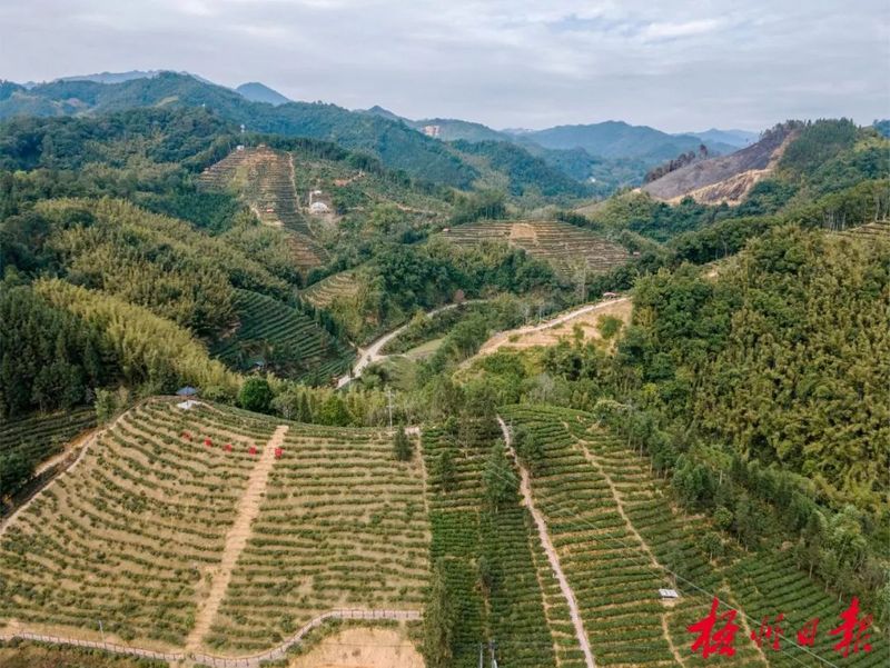 有关于梧州市六堡茶产业发展实现“三大”突破的相关内容(1)